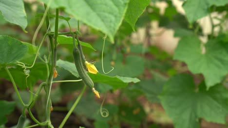 close-up of fresh cucumber hanging on vine in lush garden during daylight