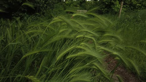 Close-up-shot-of-the-beautiful-green-grass