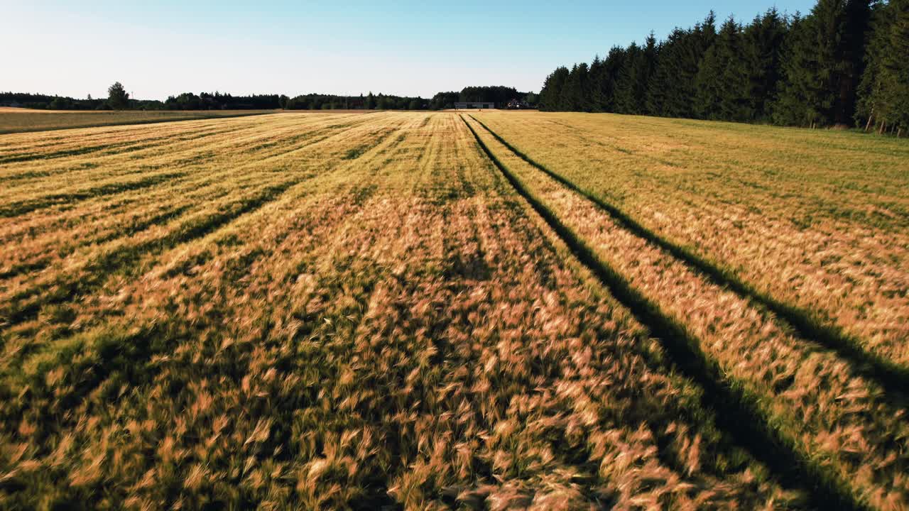 Luft-Dollyfahrt nach vorne über einem Maisfeld, das die wunderschöne Natur an einem sonnigen Sommertag zeigt