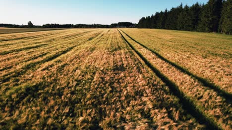 aerial dolly forward over a cornfield showcasing the beautiful nature on a sunny summer day