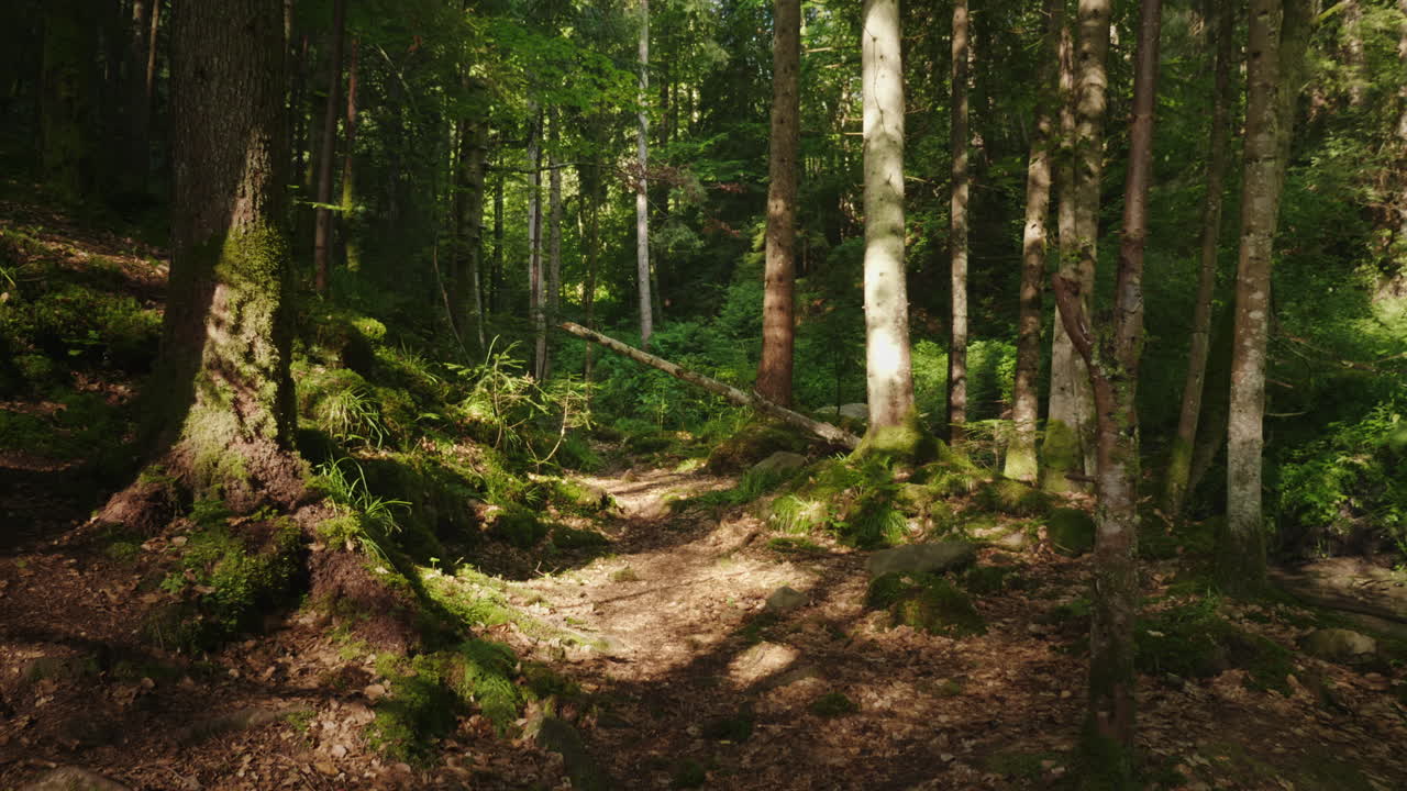 The Mysterious Morning Forest The Fallen Tree Was Covered With Moss Beautiful Game Of Light And Shad