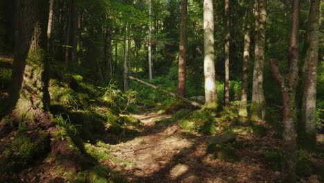 the mysterious morning forest the fallen tree was covered with moss beautiful game of light and shad