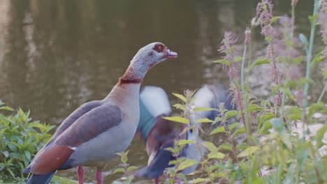 egyptian geese birds animals in natural environment wiildlife cinematic style near the water river