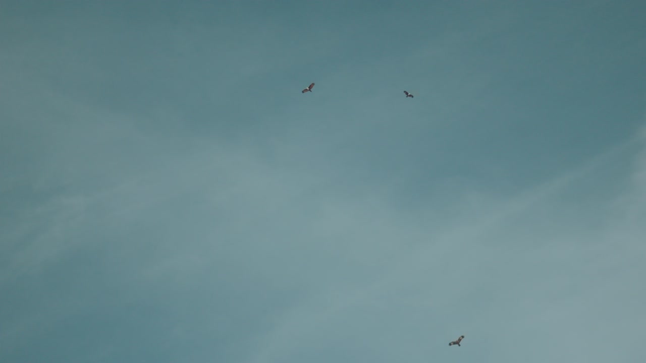 Birds in the clear blue sky, serene and peaceful atmosphere, daylight