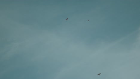 birds in the clear blue sky, serene and peaceful atmosphere, daylight