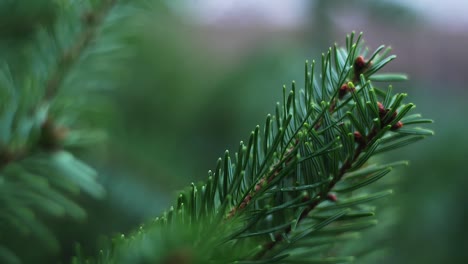 Fir-Tree-Needles-Up-Close