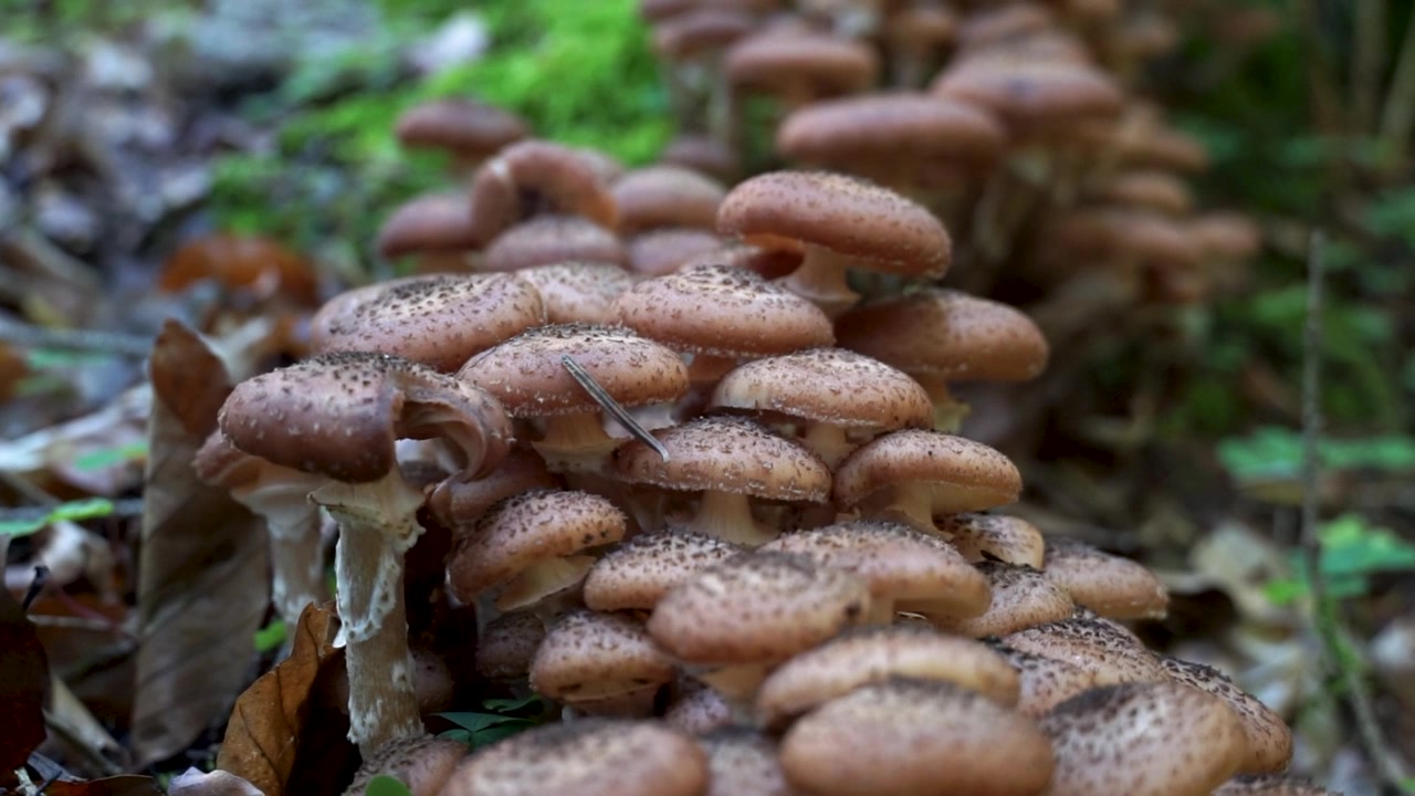 Jamur tumbuh di kayu berlumut di hutan lebat