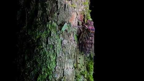 Esta-Cigarra-Gigante-Trepando-Un-árbol-En-La-Noche,-Megapomponia-Intermedia,-Encontrada-En-Las-Selvas-De-Tailandia