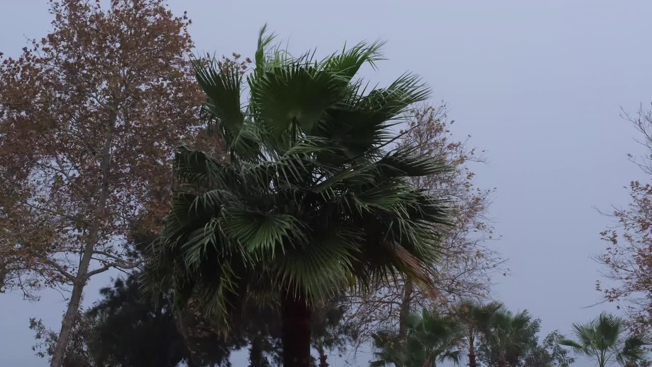 el árbol se balancea en la tormenta.