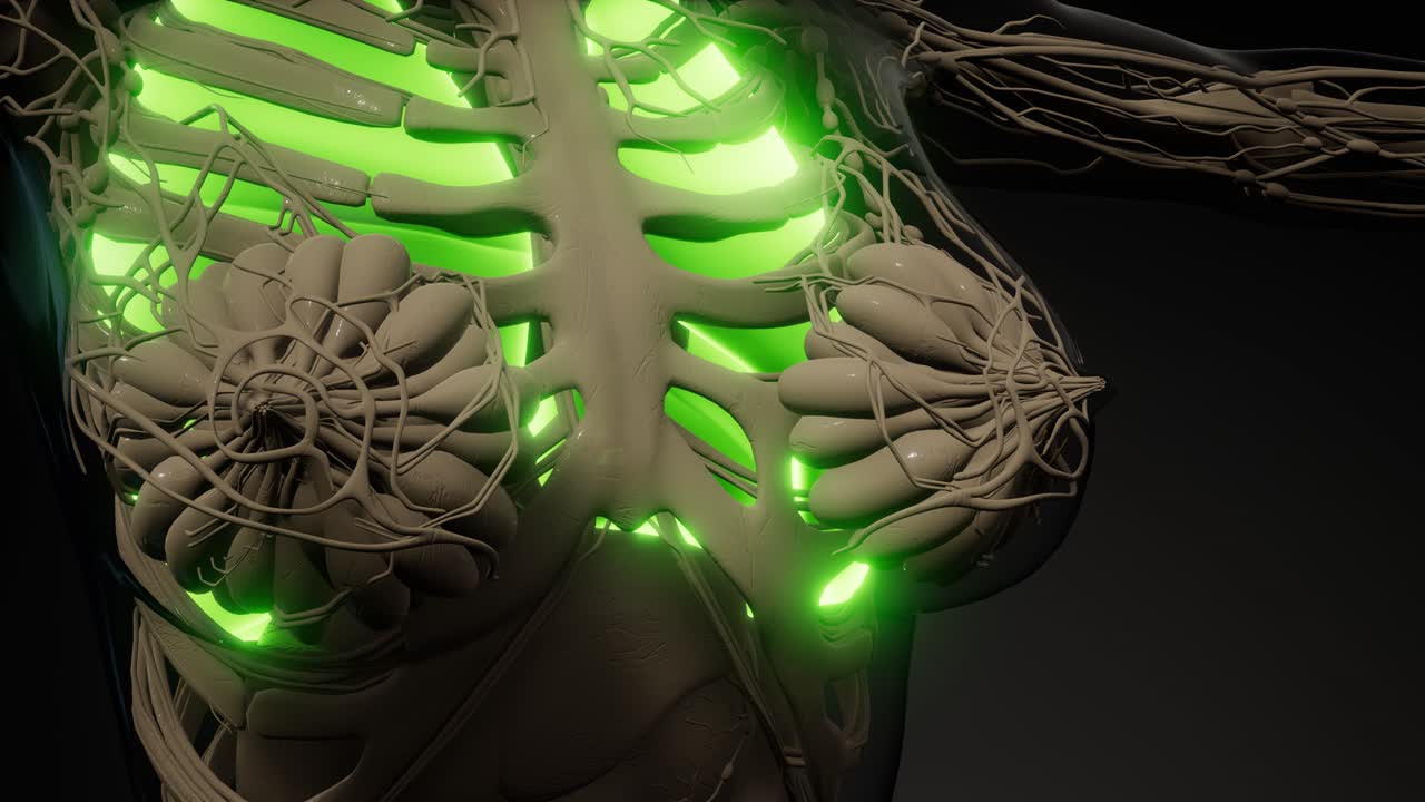 examen radiológico de los pulmones humanos