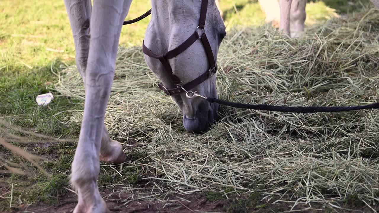Heste spiser fredeligt græs ved International Endurance Village i UAE