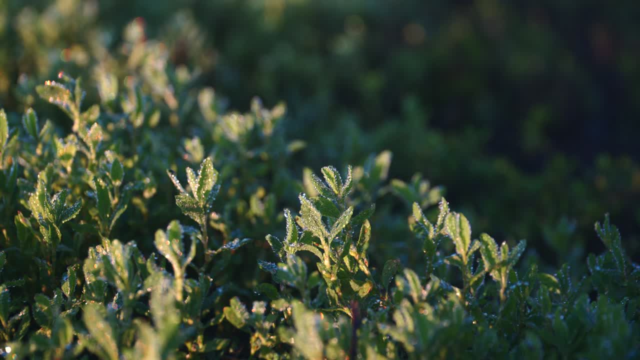 해가 뜨면 풀 위에 아침 이슬