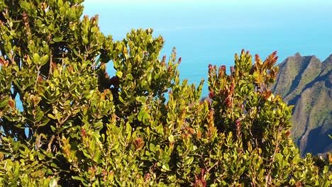 Hd-Hawaii-Kauai-Zeitlupe-Dröhnen-Nach-Oben-Und-Leichtes-Schwenken-Von-Rechts-Nach-Links-über-Einen-Baum-Zu-Einem-Wunderschönen-Meerblick-Vom-Pu&#39;u-O-Kila-Lookout