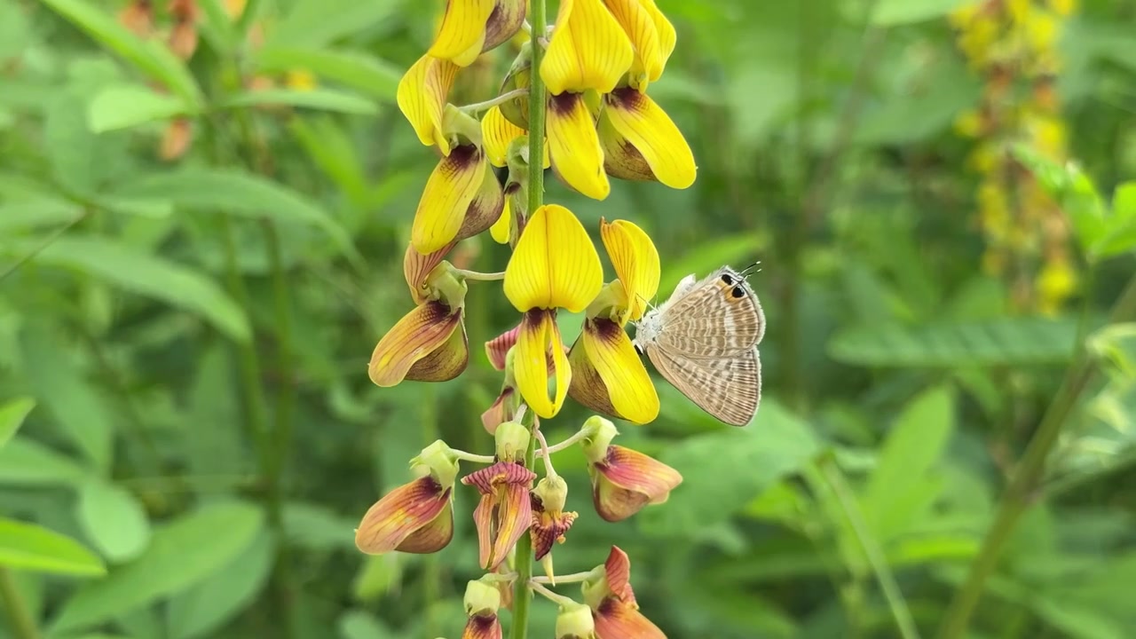 Primo piano di una farfalla posata su un fiore giallo vivace