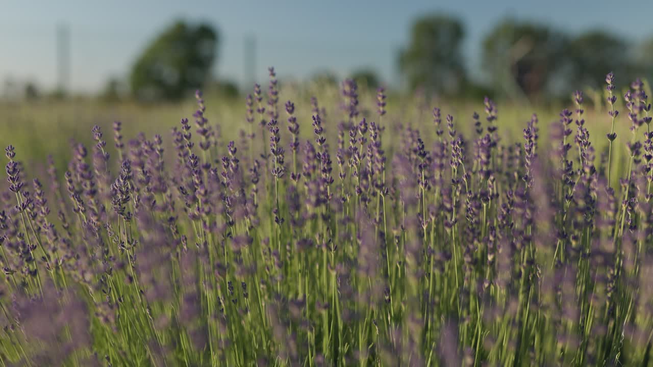 campos de lavanda durante el verano y el amanecer