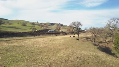 Luftaufnahmen-Von-Drohnen,-Die-Kühe-Auf-Einem-Offenen-Feld-Oder-Einer-Ranchähnlichen-Fläche-Zeigen