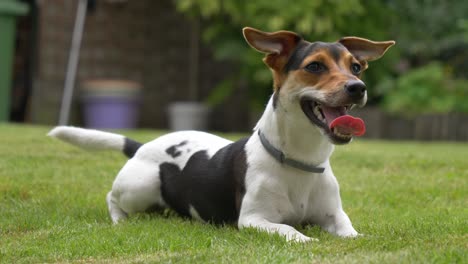 primer plano de dulce excitado joven jack russel terrier descansando sobre la hierba en el jardín