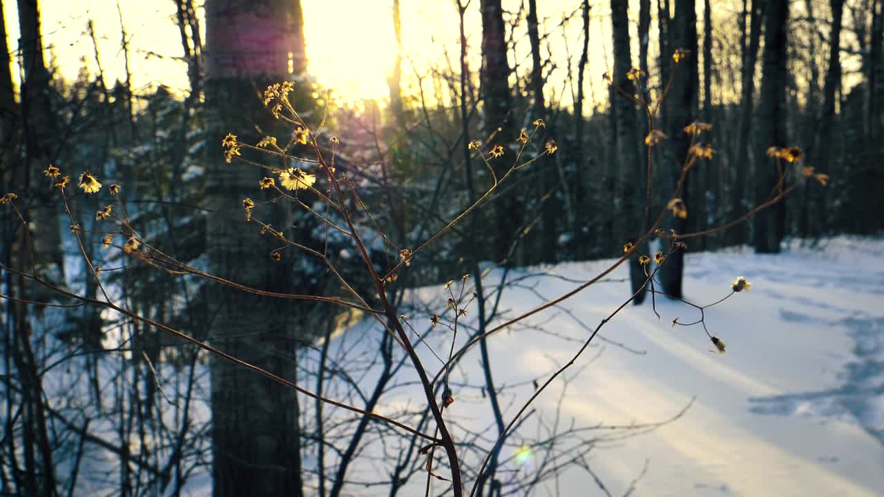 A beautiful and serene sunrise from the snow laden plains, trees and shrubs of Saguenay, Chicoutimi, Quebec, Canada.