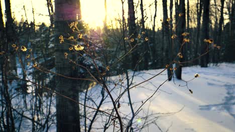 a beautiful and serene sunrise from the snow laden plains, trees and shrubs of saguenay, chicoutimi, quebec, canada.