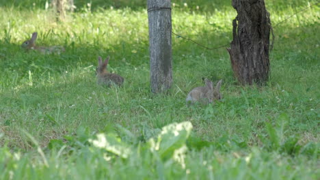 three wild european rabbits, oryctolagus cuniculus