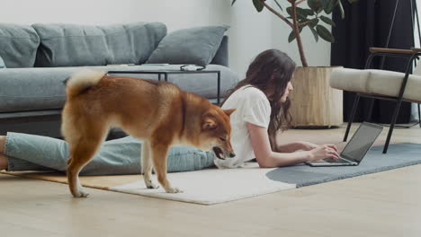 a cute dog plays with his toys while his owner works at the computer