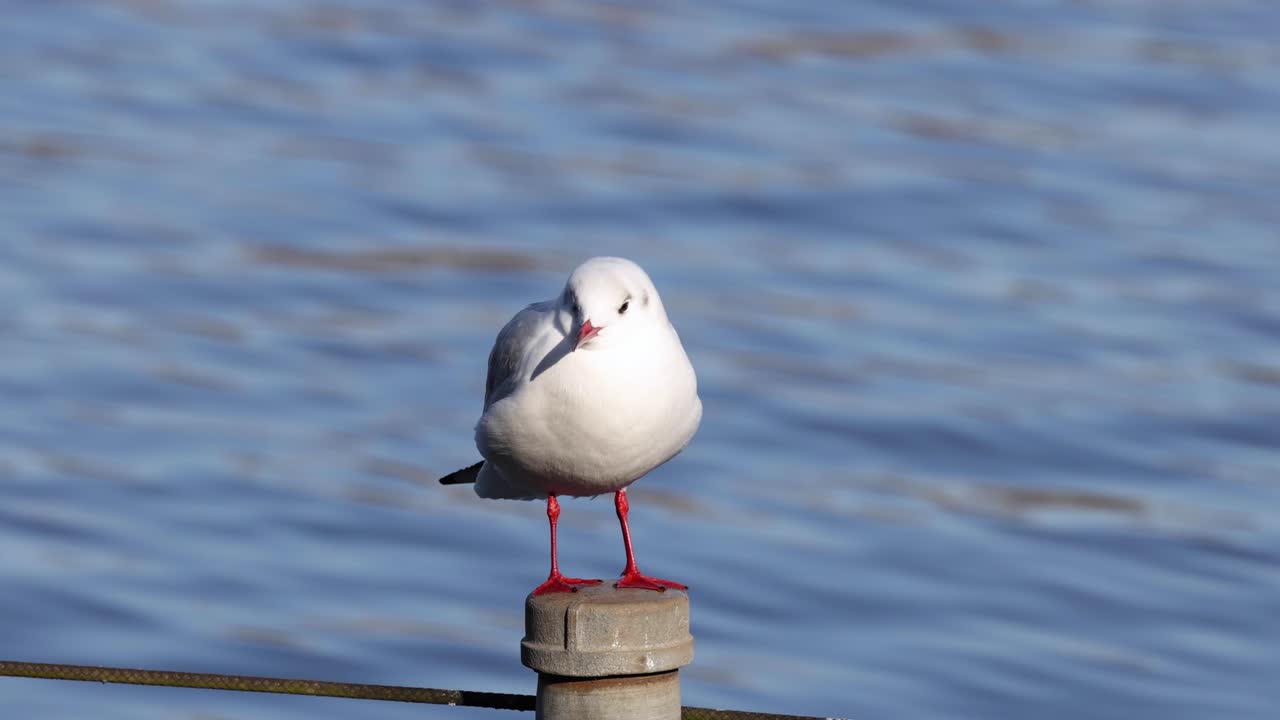 물 위 에 있는 나무 기둥 에 균형 을 잡고 있는 해파리