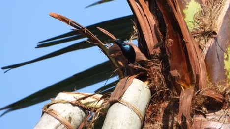 colibrí bebiendo bebiendo jugo de palmera