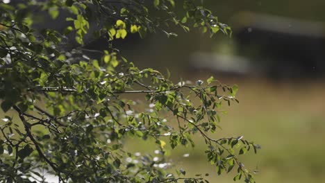 a close-up shot of the dark green leaves on the thin branches