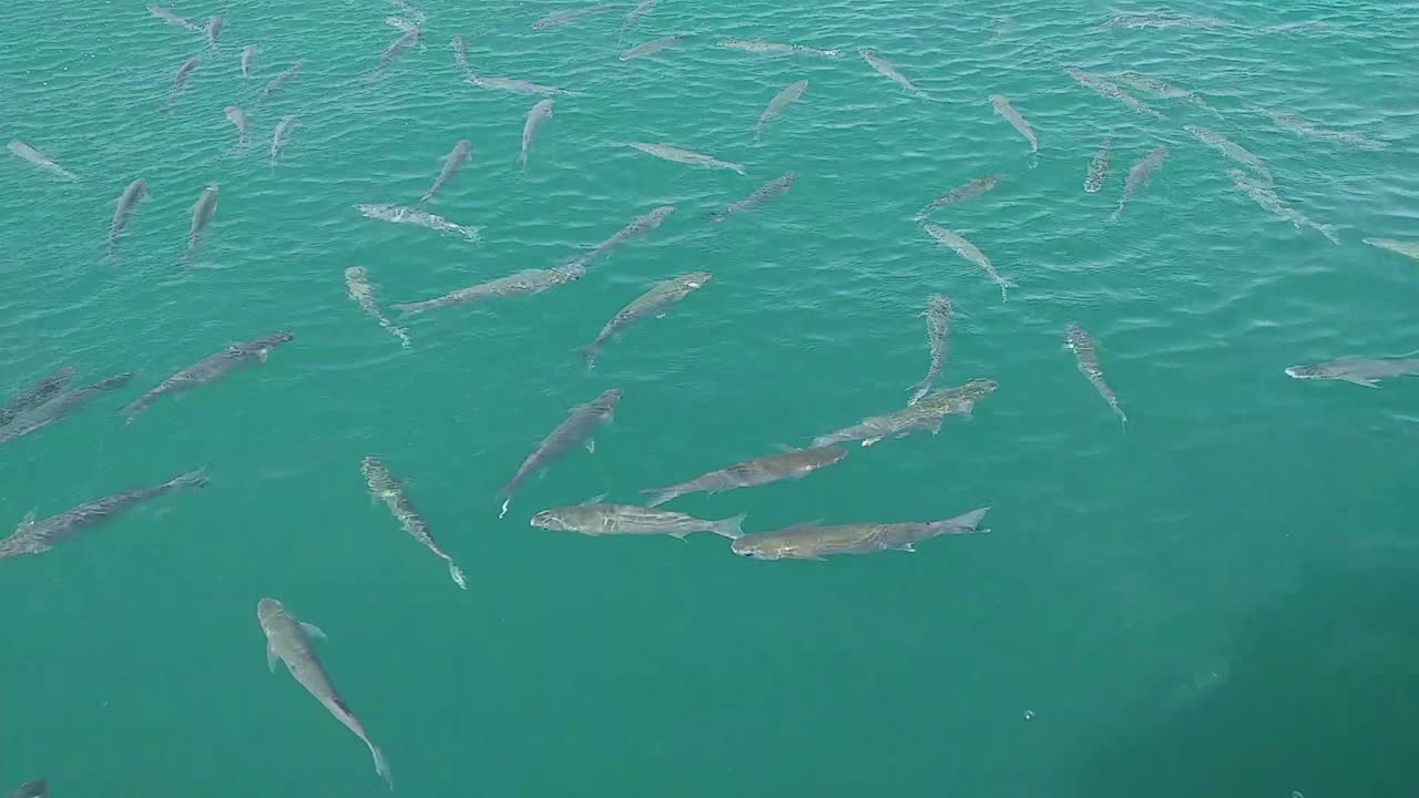rebaño de peces salmonetes nadan en la superficie del agua de mar verde