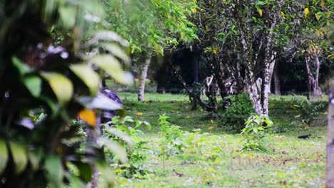 Schwarze-Kuh-Hinter-Einem-Baum-Mit-Seinen-Großen-Blättern,-Die-Sich-In-Der-Warmen-Tropischen-Brise-Der-Küste-Costa-Ricas-In-Full-HD-Bewegen