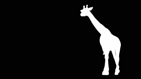 a giraffe walking on black background with alpha channel included at the end of the video, 3d animation, perspective view, animated animals, seamless loop animation