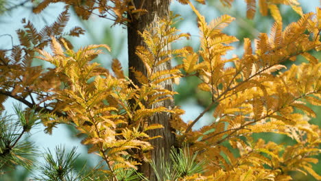 metasequoia 樹的黃色棕色葉在秋季的季節