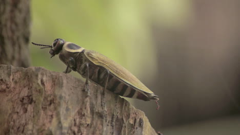 amazing tropical green insect standing on wood.