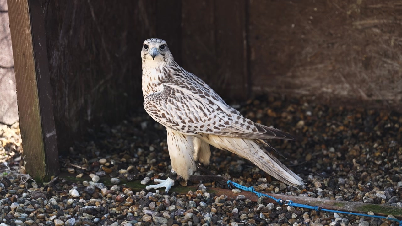White falcon standing on gravel ground with detailed patterned feathers. Bird of prey in controlled environment, natural light highlighting elegant and powerful wildlife presence.