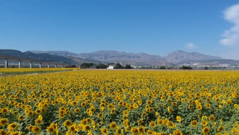 Fliegen-über-Ein-Sonnenblumenfeld-Mit-Blauem-Himmel