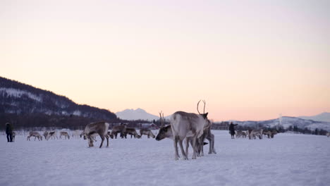 Menschen,-Die-Mit-Domestizierten-Karibus-Interagieren;-Verschneite-Winterlandschaft