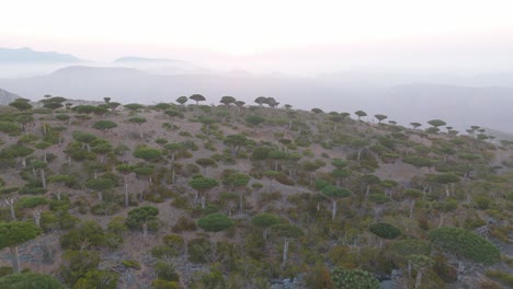 Vuelo-Aéreo-Sobre-árboles-Endémicos-De-Sangre-De-Dragón-En-Socotra