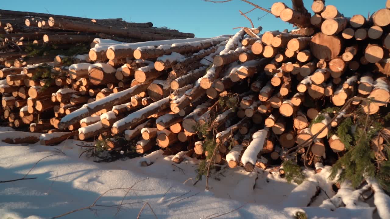 troncos de árboles cortados en el fondo del cielo despejado.