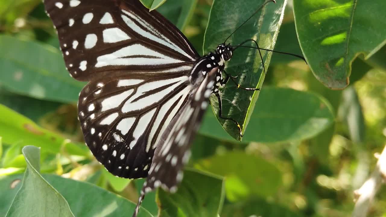 mariposa monarca en su hábitat natural durante la primavera en la india - blanco, naranja, marrón - estampado negro - dos mariposas a cámara lenta