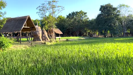 lush green fields with traditional huts