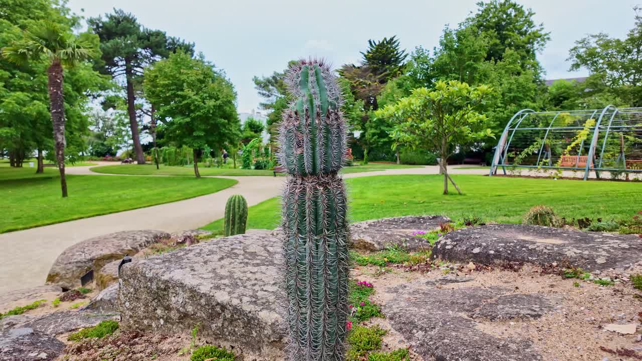 Close-up view of Pachycereus Pringlei green cactus in botanical plant garden, Saint-Nazaire, Loire-Atlantique, France