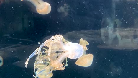 Eine-Gruppe-Von-Quallen,-Die-In-Einem-Aquarienbecken-Schwimmen