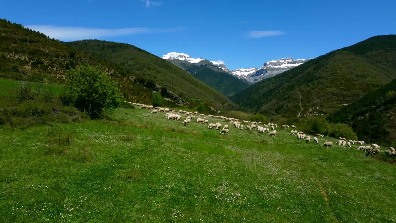 Sheep´s grazing in the meadow and in the background the snowy mountains