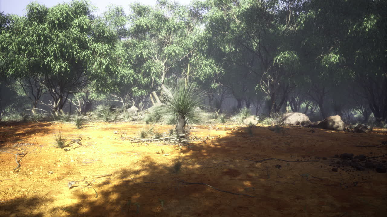 Lush wilderness under dappled sunlight reveals magical australian outback flora