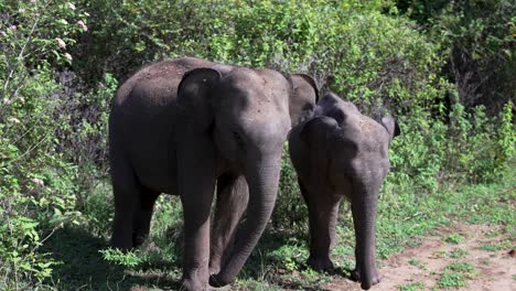 two young wild elephants are walking side by side in the lush vegetation of sri lanka, showcasing the beauty of wildlife in their natural habitat
