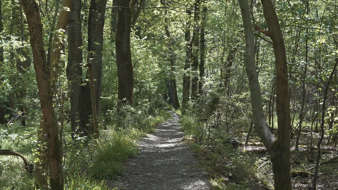 Gravel footpath through dense forest