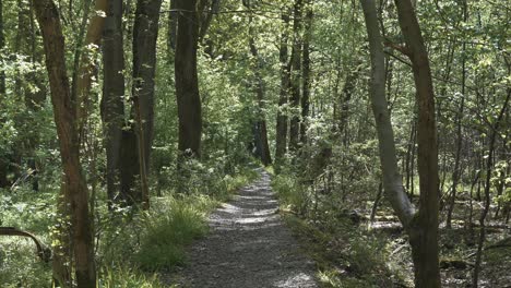 sendero de grava a través de un denso bosque