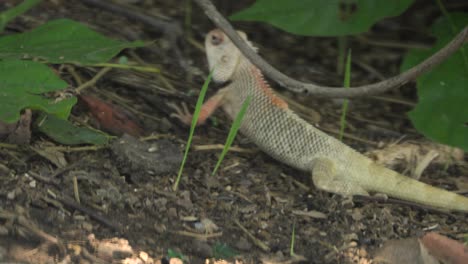 indian garden lizard walking on tress branch