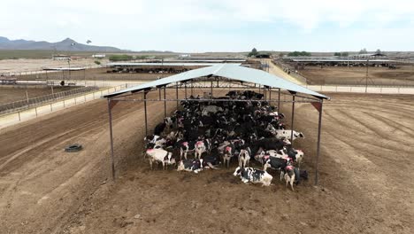 Open-air-free-stall-cattle-barn-on-feedlot-in-south-USA