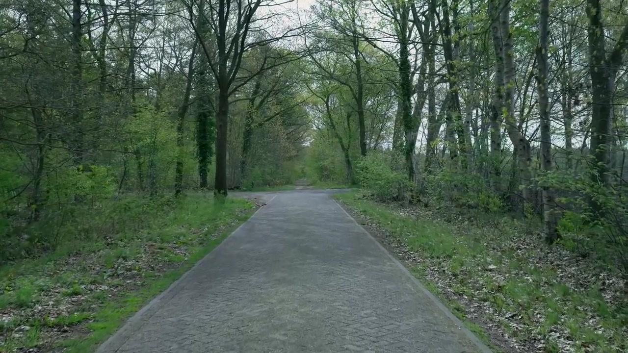 Paved Path Through a Lush Green Forest